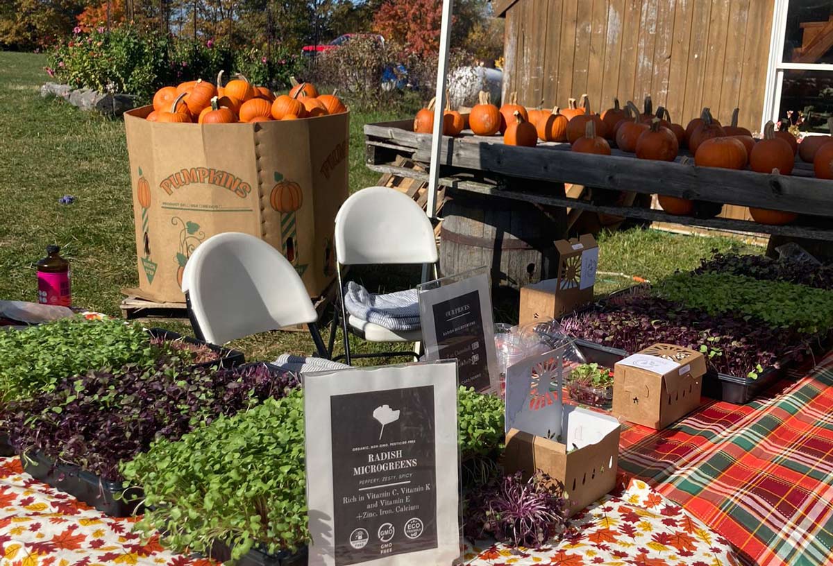 farmers market set up selling microgreens, radishes, and pumpkins